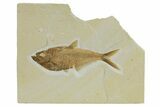 Beautiful Fossil Fish (Diplomystus) - Wyoming #295607-1